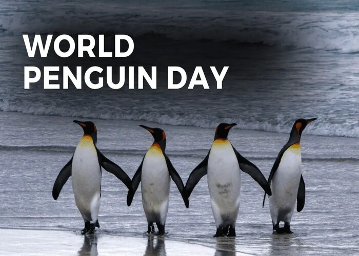 world penguin day 2024: पेंगुइन को पहचानने और बचाने के उद्देश्य से मनाया जाता है विश्व पेंगुइन दिवस