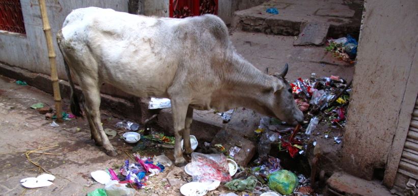 गोचर जमीनों पर चारे की जगह उगी रंग बिरंगी बिल्डिंगे, गौमाता सड़कों पर भटकने को मजबूर……