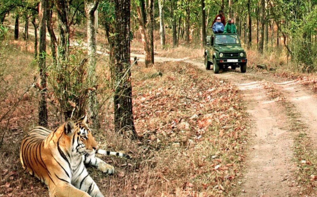 वन्यजीव प्रेमियों के लिए अच्छी खबर, 15 अक्टूबर से पर्यटकों के लिए खोल दिया जाएगा बिजरानी जोन