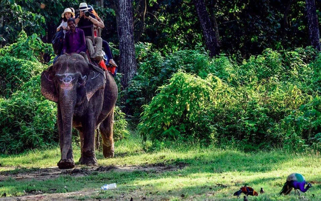 कार्बेट और राजाजी टाइगर रिजर्व में हाथी सफारी को मिली हरी झंडी