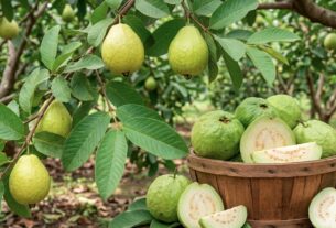 पाचन संबंधी समस्याओं से लेकर डायबिटीज और सर्दी-जुकाम में भी फायदेमंद है अमरूद