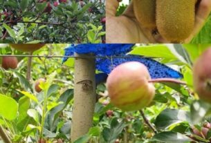 लोहाघाट के किसान जीवन खर्कवाल ने आधुनिक बागवानी में पेश की मिसाल