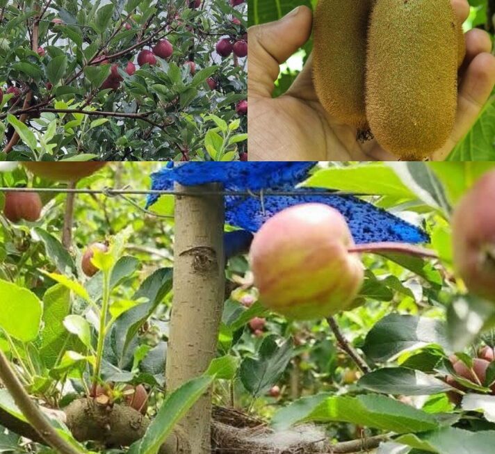 लोहाघाट के किसान जीवन खर्कवाल ने आधुनिक बागवानी में पेश की मिसाल